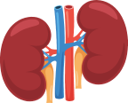 腎臓の働き(GFR)を推算